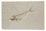 Fossil Fish (Diplomystus) - Green River Formation #224662-1